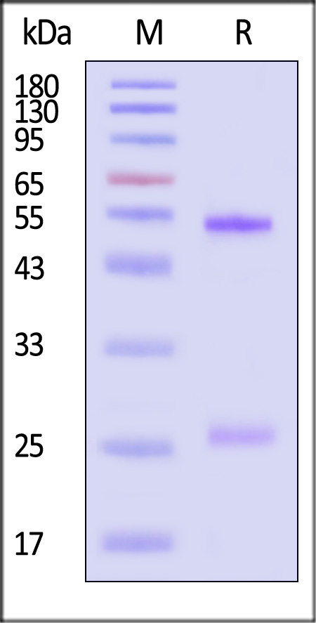 GL2-MY2094-sds