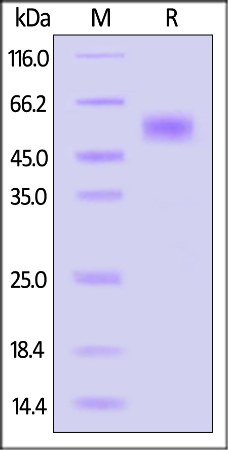 Glycoprotein C/gC (HSV) SDS-PAGE