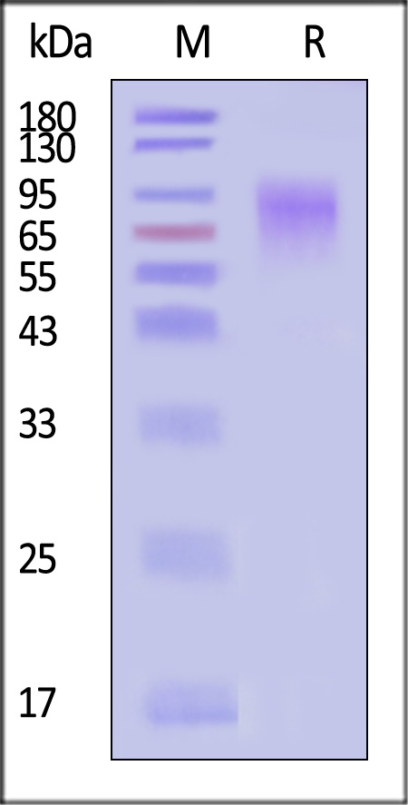 Glycoprotein G (NiV) SDS-PAGE