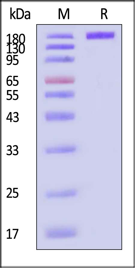 Glycoprotein H & Glycoprotein L & Glycoprotein O/gH & gL & gO (HCMV) SDS-PAGE