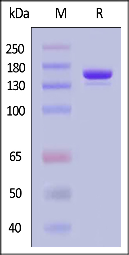 CAS9 SDS-PAGE