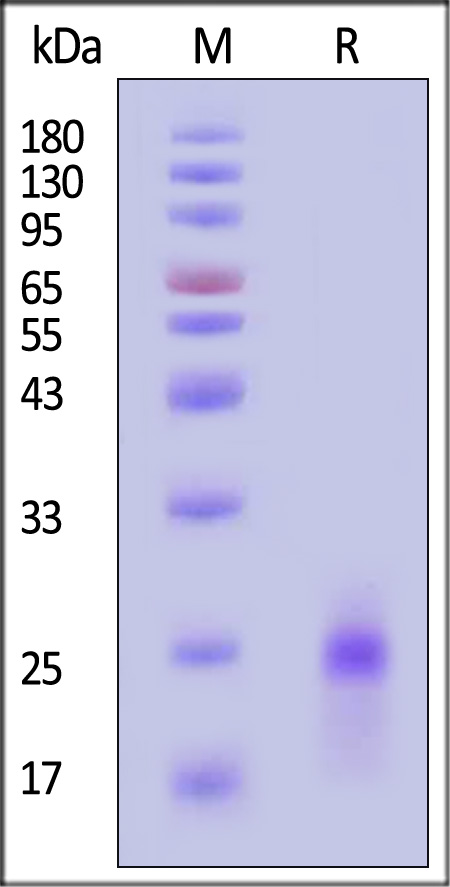 GMP-ILBH16-sds