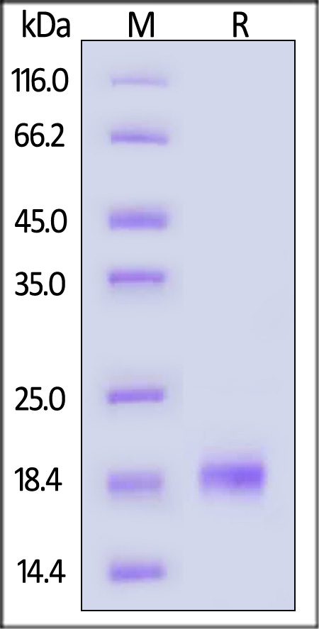 GMP-L04H26-sds