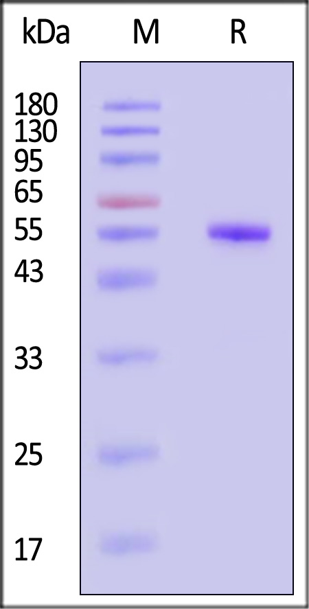 Gn protein SDS-PAGE