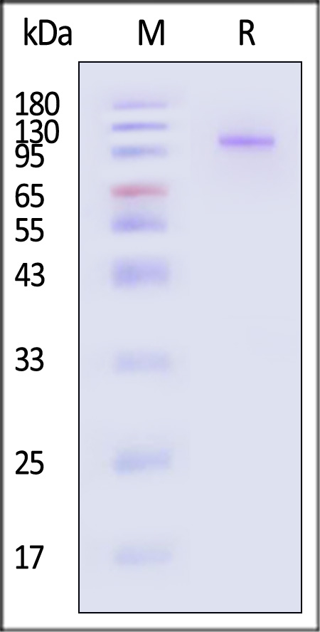 GP0-V52H3-sds