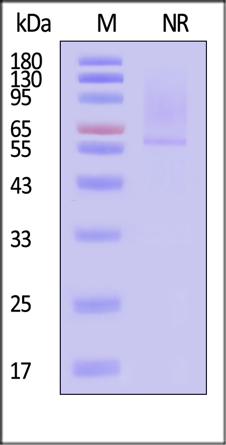 Glypican 2 SDS-PAGE