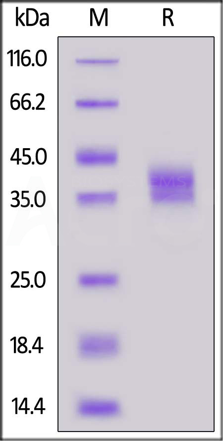 Cynomolgus GPA33, His Tag (Cat. No. GP3-C52H3) SDS-PAGE gel