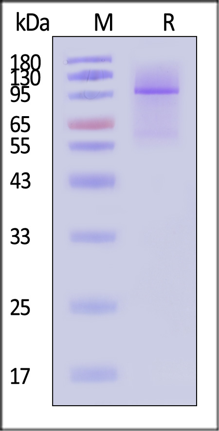 GP3-H5257-sds