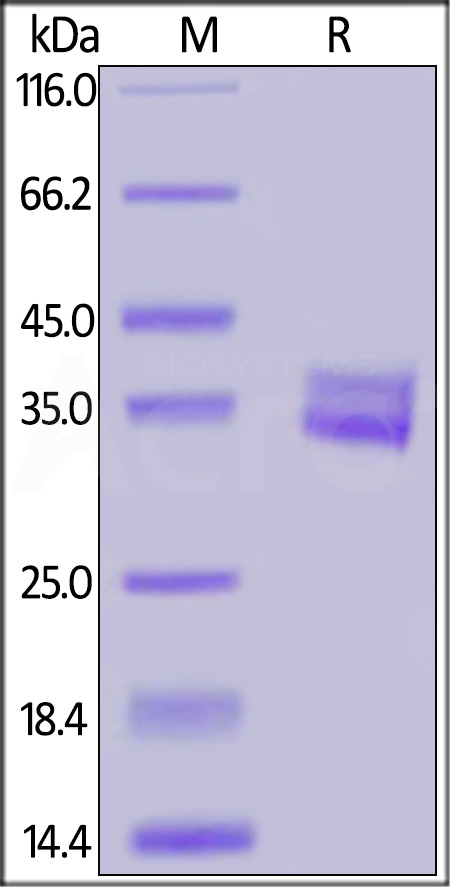 GPA33 SDS-PAGE