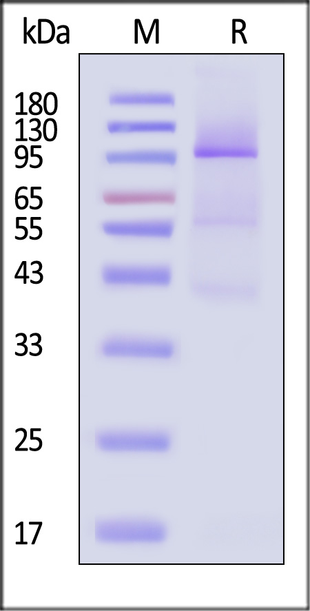 FITC-Labeled Human Glypican 3, Fc Tag (Cat. No. GP3-HF258) SDS-PAGE gel