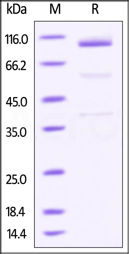 Glypican 3 SDS-PAGE