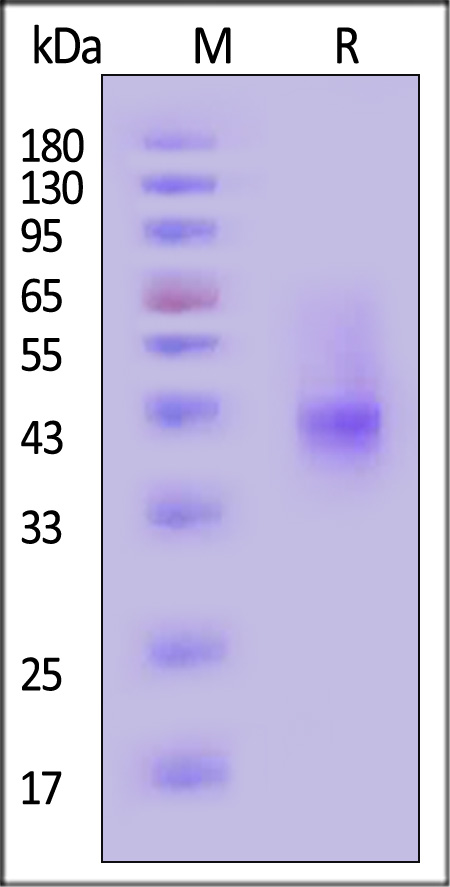 ASGR1 SDS-PAGE