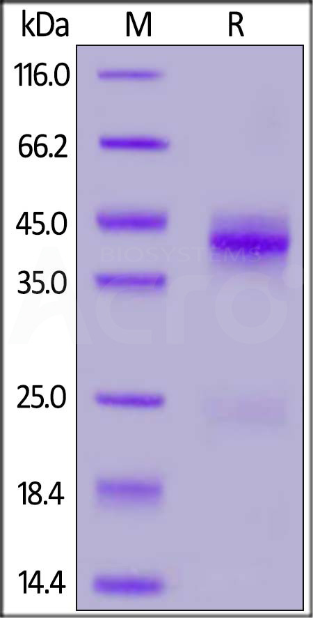 GTF-R52H4-sds