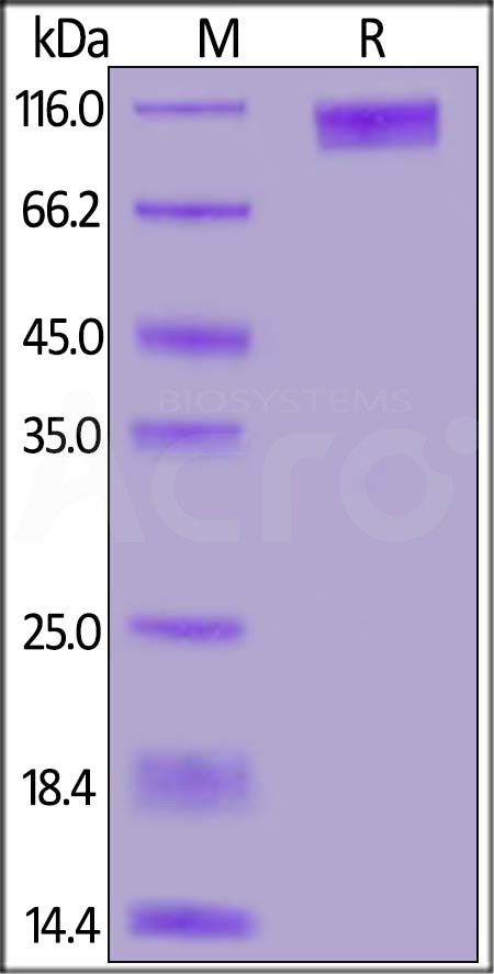 GUC-C5255-sds