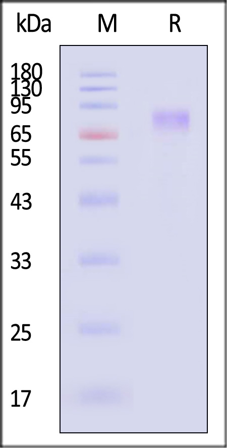 GUCY2C SDS-PAGE