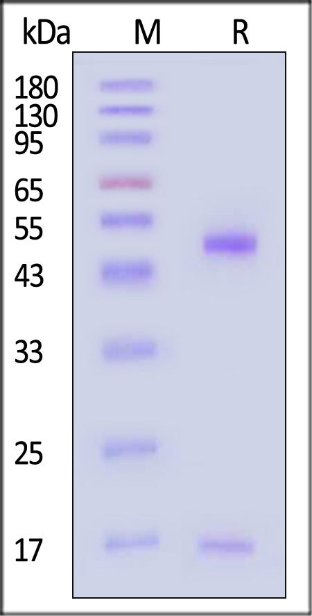 H2A-M82E6-sds