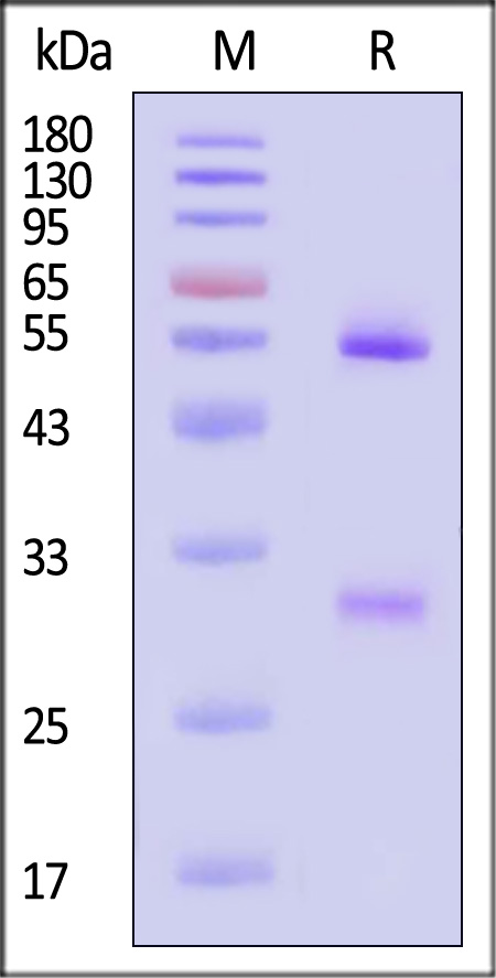 H3L-M611-sds