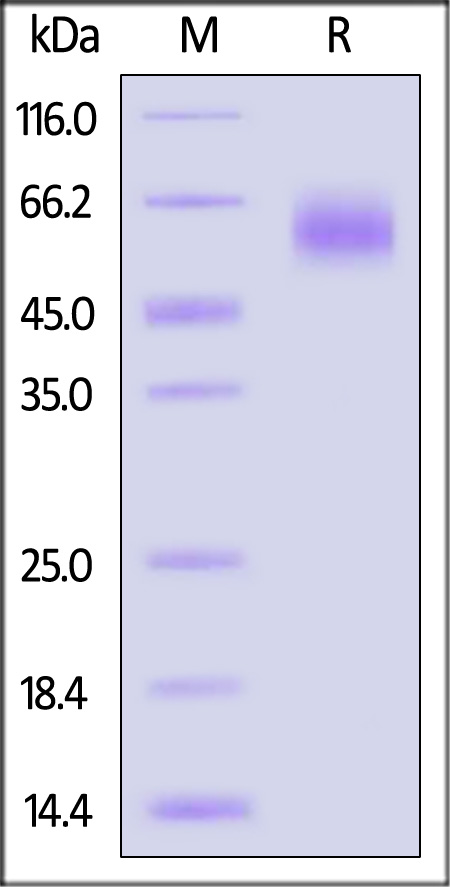 Hemagglutinin 1 (HA1) SDS-PAGE