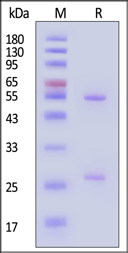 Hemagglutinin (HA) SDS-PAGE