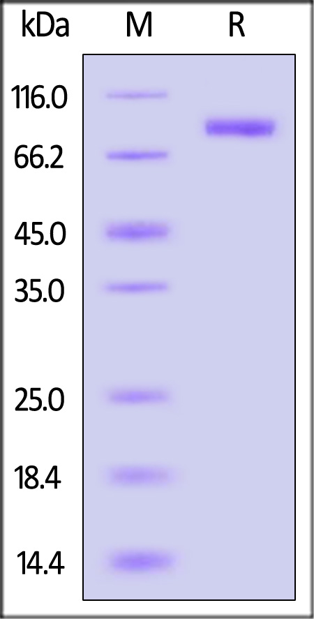 Hemagglutinin (HA) SDS-PAGE