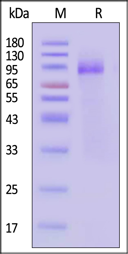 HAE-V52H6-sds