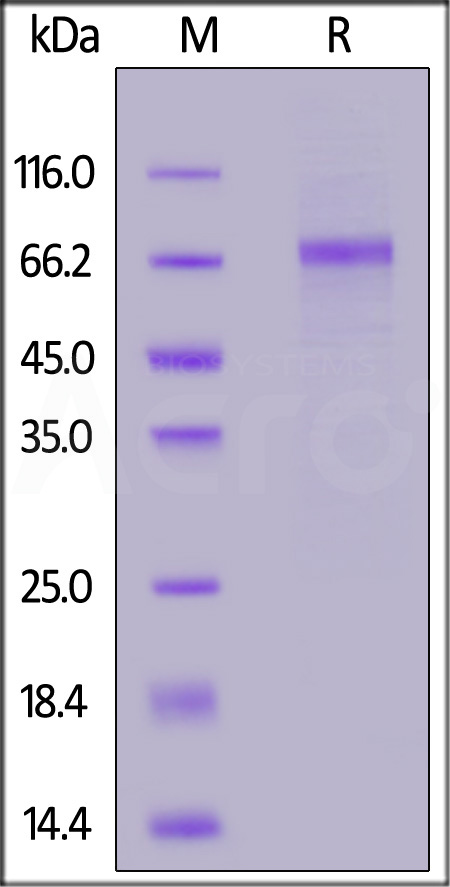 Human Serpin D1, His Tag (Cat. No. HC2-H5224) SDS-PAGE gel