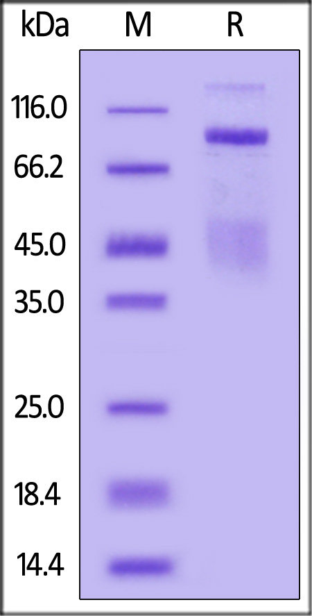 HGF R SDS-PAGE