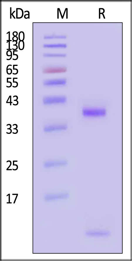 HL0-H82E6-sds