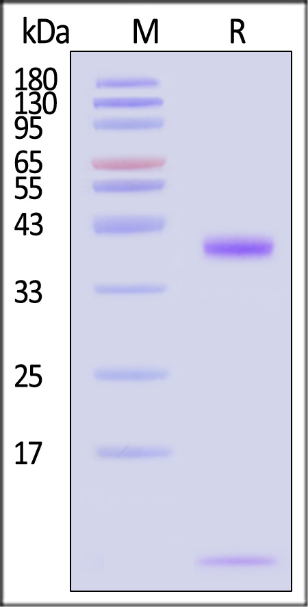 HLA-A*2402 & B2M & NY-ESO-1 (LLMWITQCF) SDS-PAGE