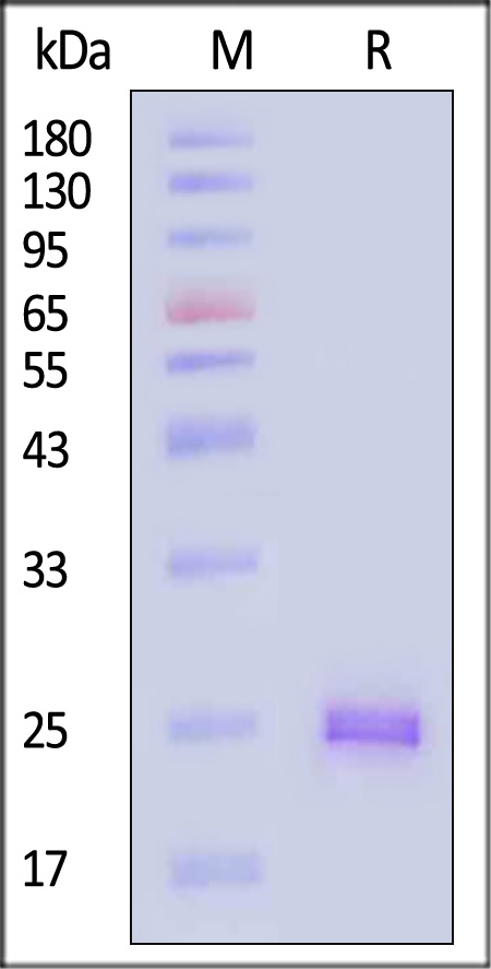 HLA-G SDS-PAGE