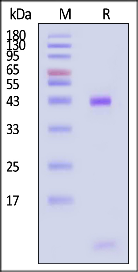 HLA-A*0201 & B2M & Vaccinia virus (SLSNLDFRL) SDS-PAGE