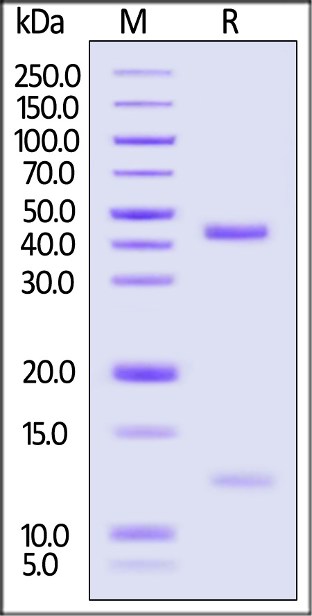 HLA-C*0303 | B2M SDS-PAGE