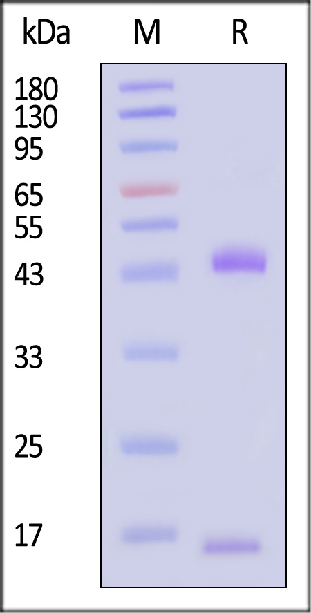 HLM-H82W2-sds