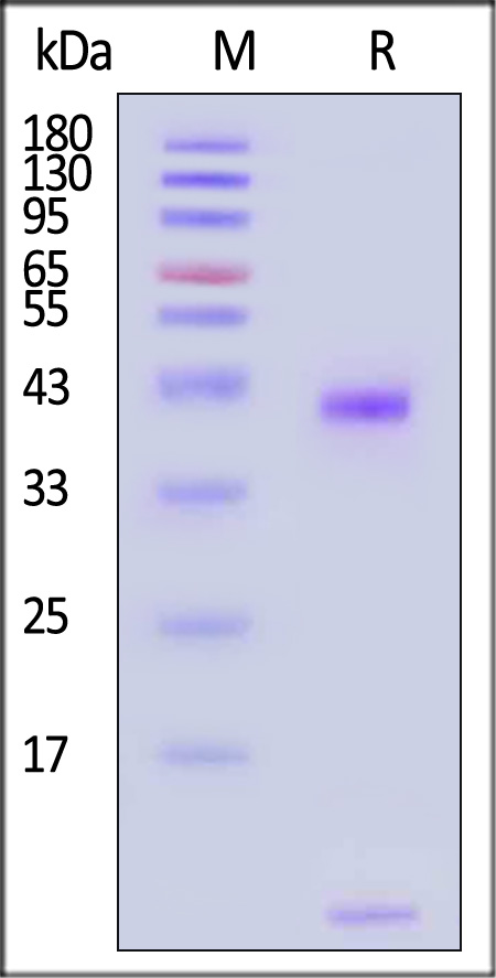 HLP-H82Ec-sds