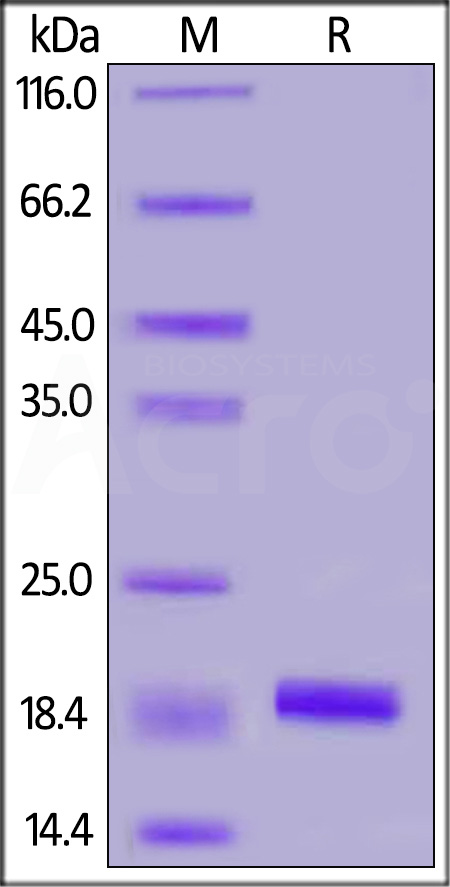 Human Iba1, His Tag (Cat. No. IB1-H51H9) SDS-PAGE gel