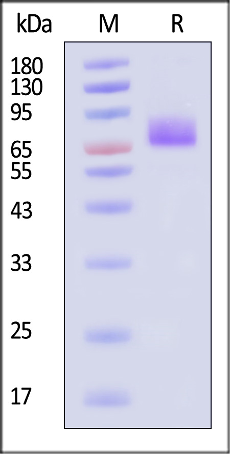 Human ICAM-1, His Tag (Cat. No. IC1-H52H5) SDS-PAGE gel