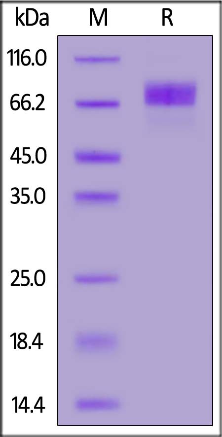 IC1-H82E8-sds