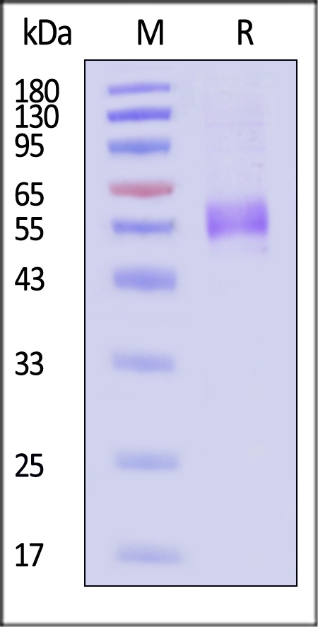 Human ICOS, Fc Tag (Cat. No. ICS-H5258) SDS-PAGE gel