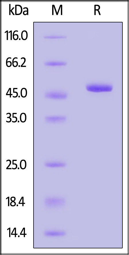 IDH1 SDS-PAGE