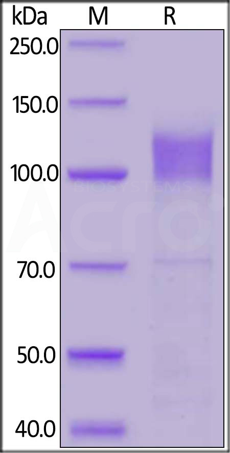 IF1-H5253-sds