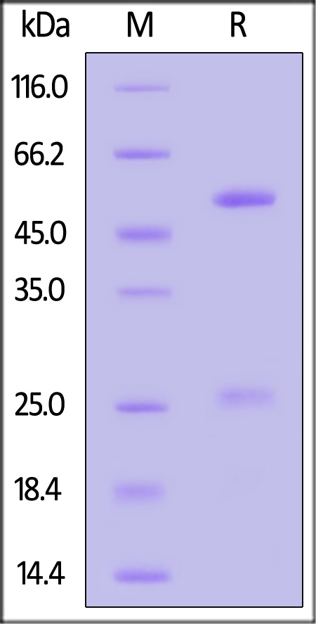 IFN-gamma SDS-PAGE