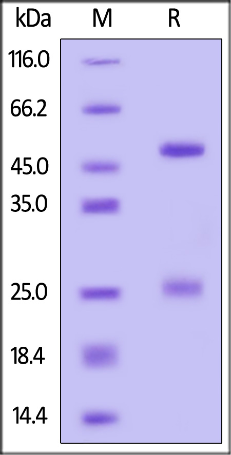 IFN-gamma SDS-PAGE