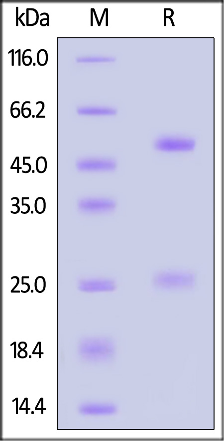 IFN-gamma SDS-PAGE