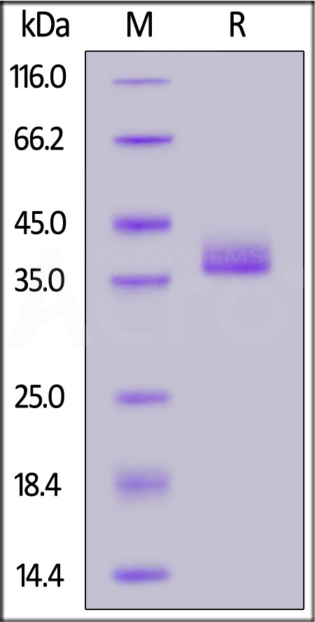 Human IgG3 Fc, Tag Free (Cat. No. IG3-H5200) SDS-PAGE gel