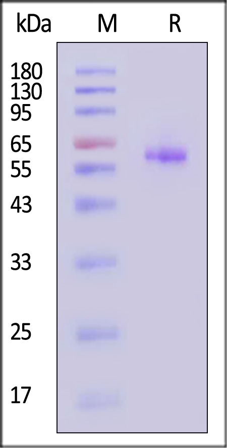 IGFBP-4 SDS-PAGE