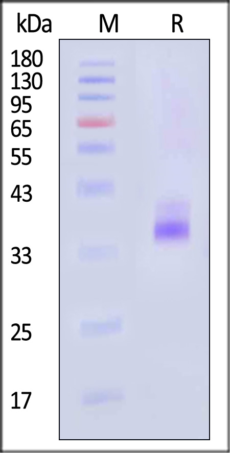 IGFBP-4 SDS-PAGE