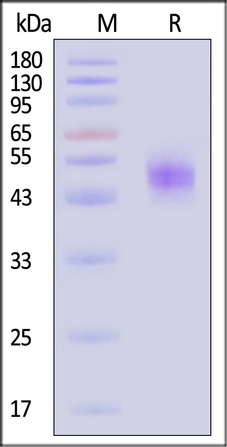 IGE-C52H3-sds