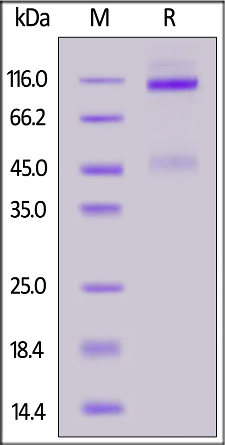 IGR-C5225-sds