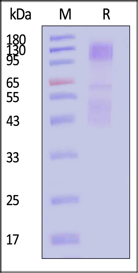 IGF-I R SDS-PAGE