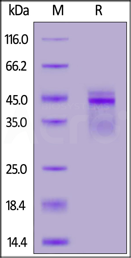 IL2-H8210-sds